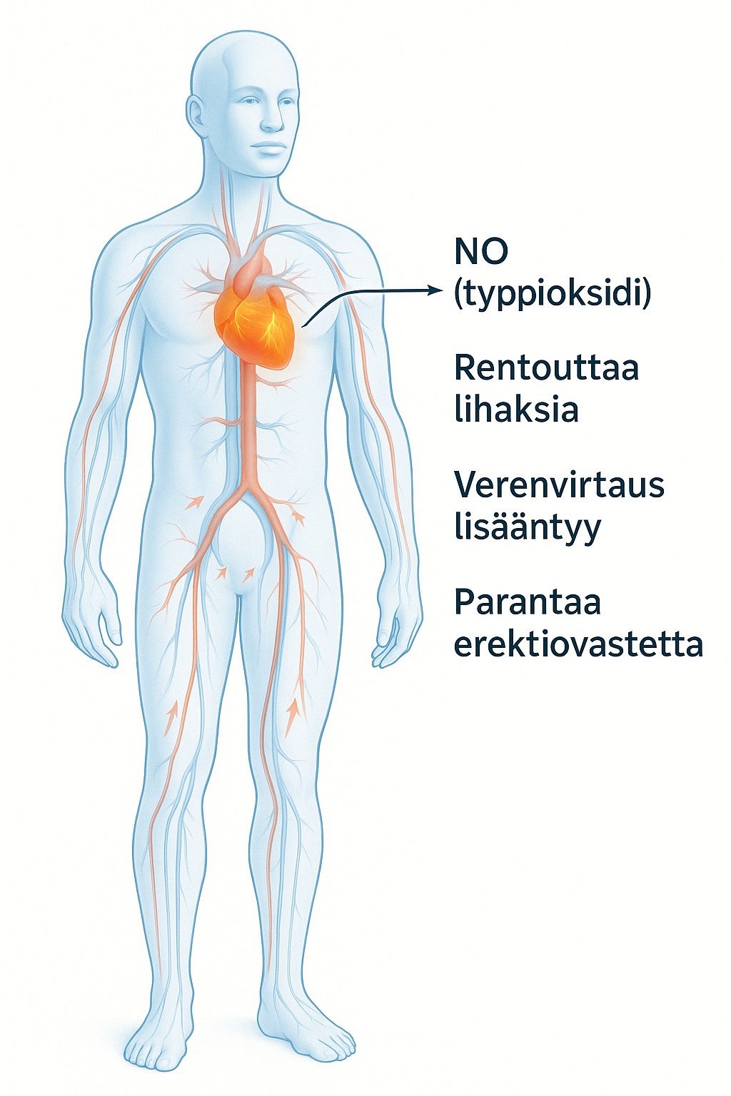 Miten Sildenafiili Viagra toimii